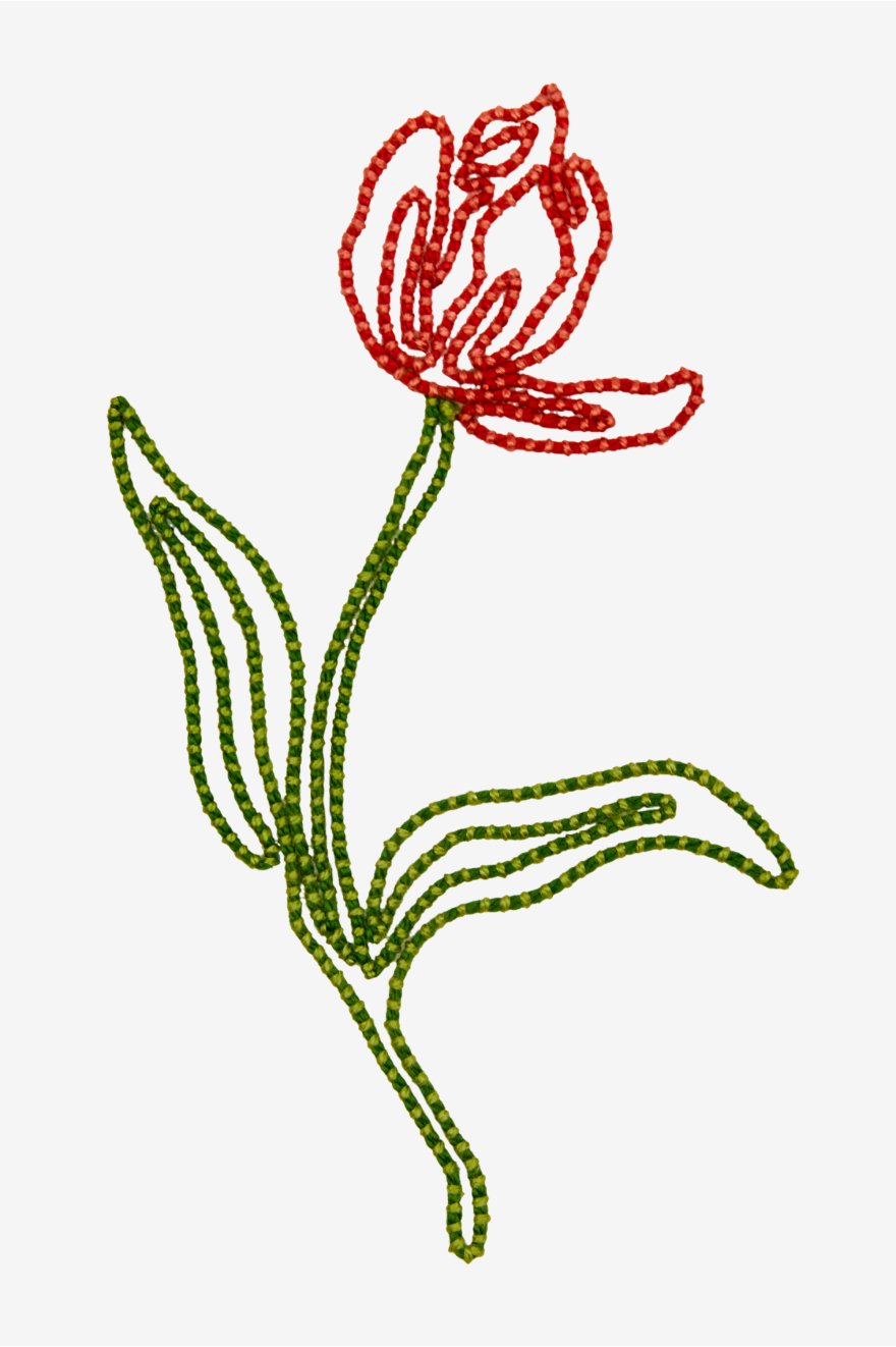 Tulip